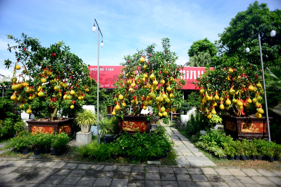 Bưởi Diễn.jpg Bưởi Diễn.jpg