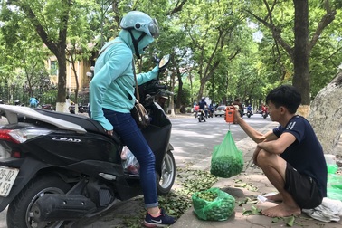 "Hái" tiền trên ngọn cây, kiếm tiền triệu mỗi ngày