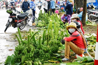 Chuối Tết mất mùa, giá thấp, nông dân kém vui