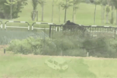 Thành phố Nhật Bản náo loạn vì gấu hung hãn vồ người