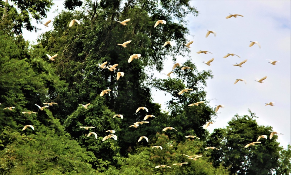 Đến Mỹ Lý chúng ta sẽ bắt gặp những hình ảnh thật tuyệt vời trên bầu trời vào hai buổi sáng, chiều khi các bầy chim đi kiếm mồi vào buổi sáng và về trú ngũ vào buổi chiều thật là lý tưởng. Đến Mỹ Lý chúng ta sẽ bắt gặp những hình ảnh thật tuyệt vời trên bầu trời vào hai buổi sáng, chiều khi các bầy chim đi kiếm mồi vào buổi sáng và về trú ngũ vào buổi chiều thật là lý tưởng.