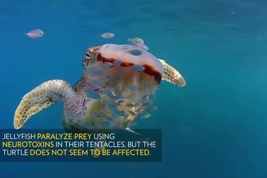 Cận cảnh màn ăn thịt sứa của rùa biển xanh bất chấp chất độc