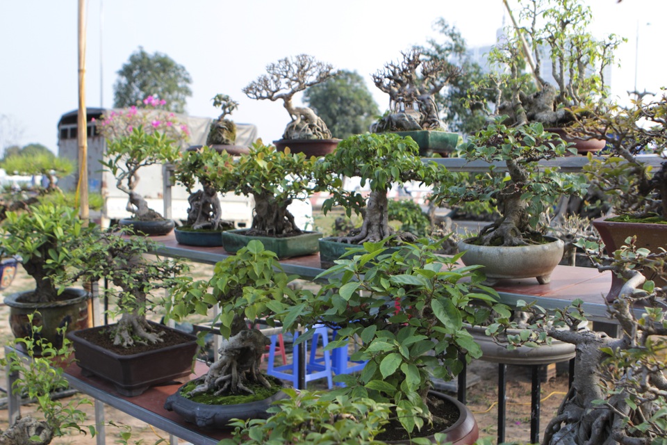 Mãn nhãn với những chậu bonsai mini giá hàng chục triệu đồng - 2 Mãn nhãn với những chậu bonsai mini giá hàng chục triệu đồng - 2