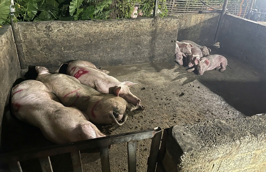 Phát hiện gần 3 tấn thịt lợn dương tính dịch tả lợn châu Phi tại lò mổ - 2 Phát hiện gần 3 tấn thịt lợn dương tính dịch tả lợn châu Phi tại lò mổ - 2