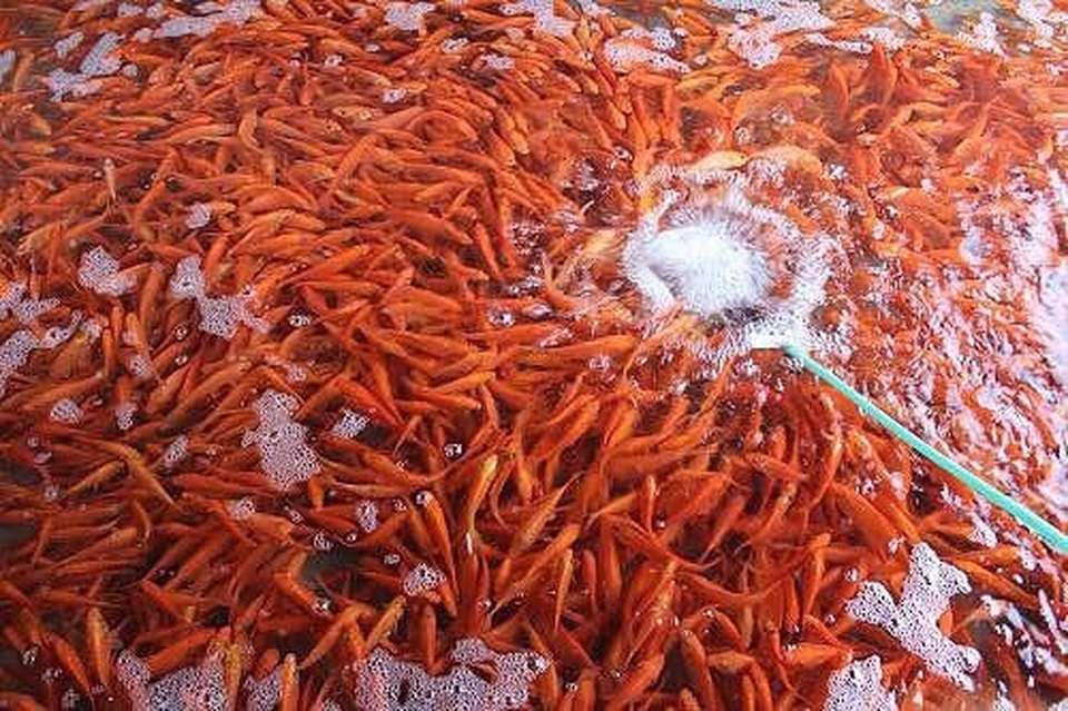 Đỏ rực cả làng, hàng tấn cá chép chuẩn bị Tết ông Táo - 2 Đỏ rực cả làng, hàng tấn cá chép chuẩn bị Tết ông Táo - 2