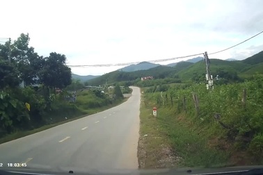 Tránh trâu thả rông, ô tô suýt đối đầu xe chạy ngược chiều