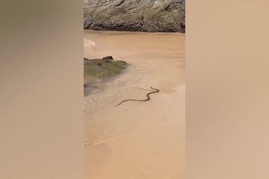 Rắn biển cực độc xuất hiện trên bãi biển đông du khách