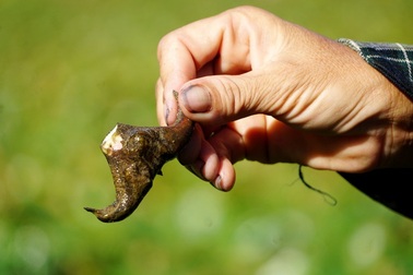 Kiếm vài chục triệu đồng mỗi vụ nhờ thứ củ có hình thù giống... sừng trâu