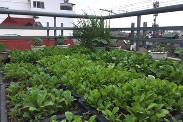 Cặp vợ chồng Hà Nội vác đất lên sân thượng, làm vườn rau xanh sum suê