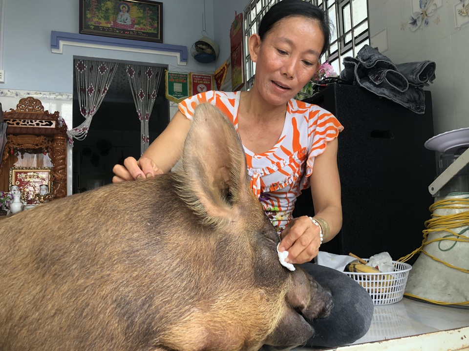 Chú heo 50kg được chủ cho ở trong nhà, chiều như thú cưng - 7 Chú heo 50kg được chủ cho ở trong nhà, chiều như thú cưng - 7
