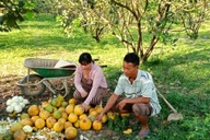 Phát huy vai trò phụ nữ từ dòng vốn tín dụng chính sách ở Đồng Nai