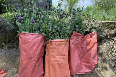 Uống rượu ngâm cây thuốc phiện có bị xử phạt như tội sử dụng ma túy?