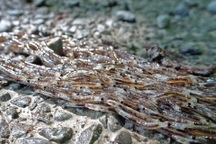 Hàng vạn ấu trùng tập trung di chuyển thành khối lúc nhúc như sinh vật lạ