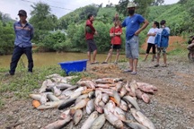 Nhiều ao cá của dân nghi bị đầu độc bằng hóa chất