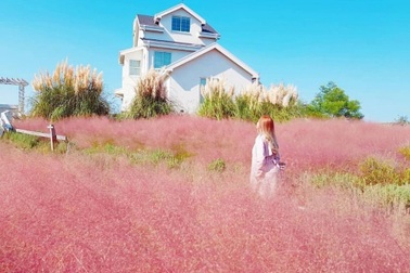 Vườn cỏ hồng tuyệt đẹp trong mùa thu