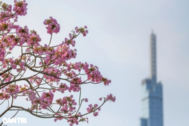 Giới trẻ háo hức chụp ảnh với hoa kèn hồng đang mùa nở rộ ở TPHCM