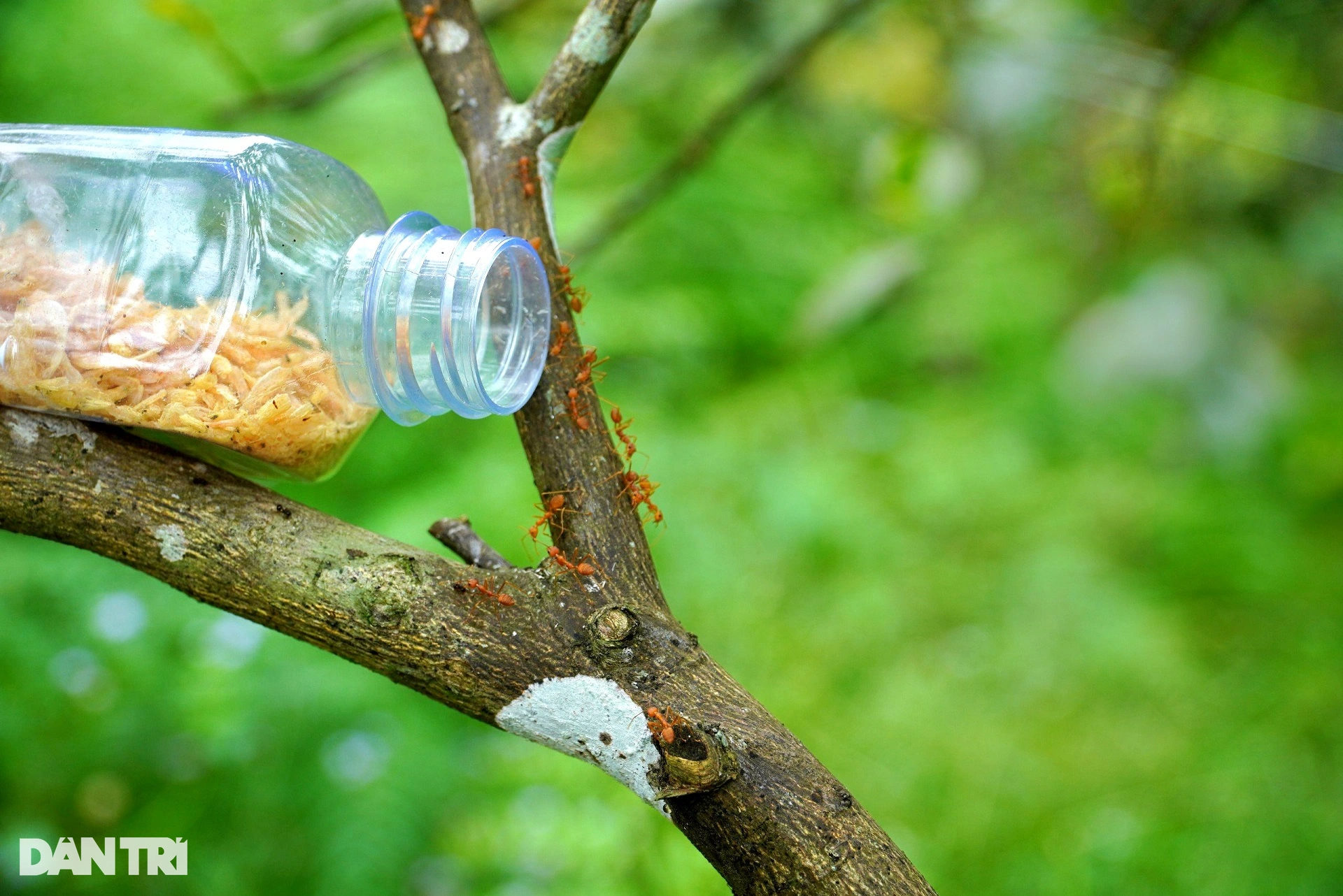 חקלאי זקן משתמש ברעל כדי להילחם ברעל כדי להגן על גינת הפירות הייחודית שלו - 1 Lão nông lấy độc trị độc để bảo vệ vườn quả đặc sản - 1