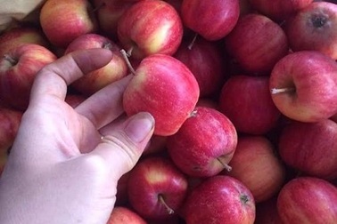 Táo đá đỏ rực: Hàng lạ, chị em xiêu lòng