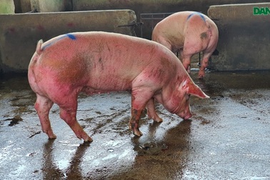 Ngày mai lợn sống Thái Lan vào Việt Nam, giá lợn trong nước sẽ giảm?