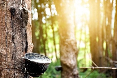 "Vàng trắng" tăng, đại gia hốt bạc trăm, nghìn tỷ đồng