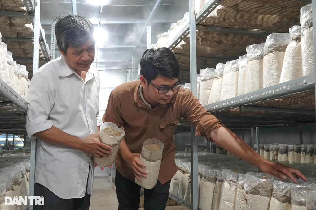 Thử nghiệm trồng loại nấm quý, nông dân thu tiền triệu mỗi ngày - 6 Thử nghiệm trồng loại nấm quý, nông dân thu tiền triệu mỗi ngày - 6