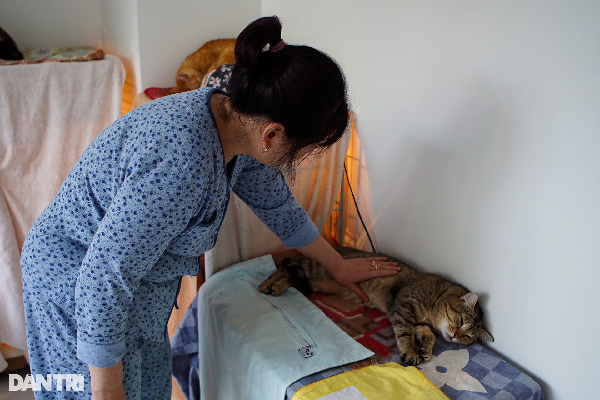 Hành trình bà mẹ Hà Nội 23 năm cứu sống hàng trăm chú mèo liệt bị bỏ rơi - 3 Hành trình bà mẹ Hà Nội 23 năm cứu sống hàng trăm chú mèo liệt bị bỏ rơi - 3