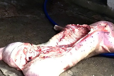 Phát hiện cơ sở giết mổ heo bệnh