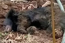 Người phụ nữ giết chết gấu để cứu mạng chồng và anh trai