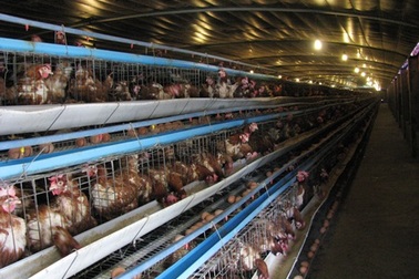 Đà Nẵng: Tiêm vắc xin phòng dịch cúm cho hơn 140.000 gia cầm