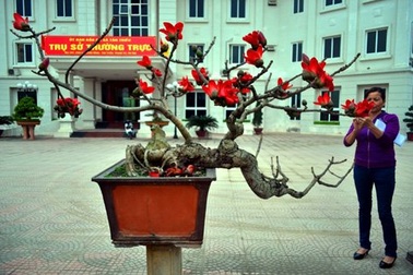 Ngắm cây hoa gạo mini bung nở tuyệt đẹp ở Hà Nội