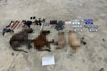 Truy bắt nhóm trộm chó đi ô tô ở TPHCM