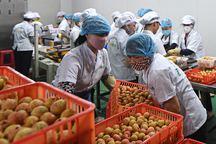 Vải thiều "bay" sang Nhật cần qua quy trình sản xuất khắt khe như thế nào?