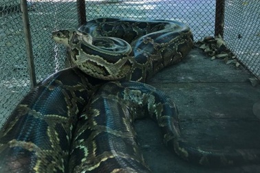 Tiếp nhận cá thể khỉ đuôi lợn và trăn đất quý hiếm