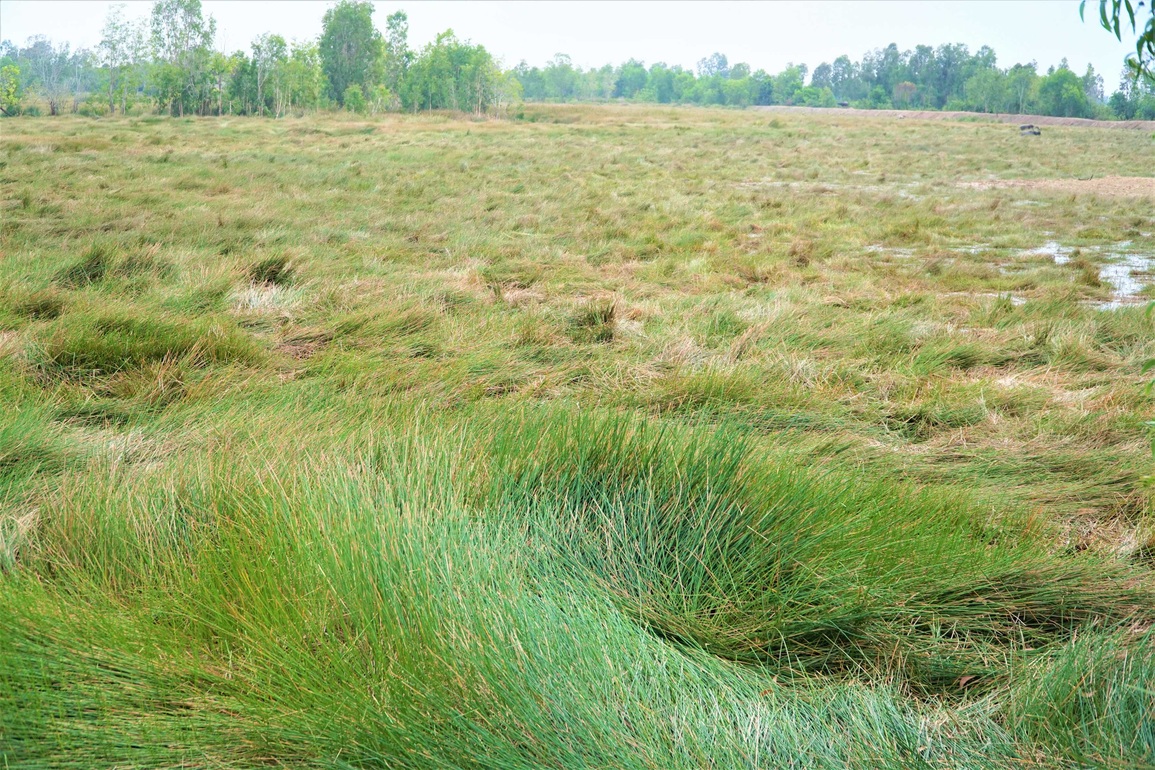 Đưa cỏ bàng nơi rốn phèn xuất ngoại, bỏ túi nửa tỷ đồng mỗi năm - 1