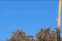 Ukraine công bố video bắn hạ UAV nghi do Iran chế tạo