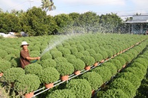 Mới vào vụ, hoa Tết đã lo mất mùa, mất giá