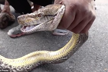 Thái Lan: Kịch tính màn đập tường, bắt trăn khổng lồ