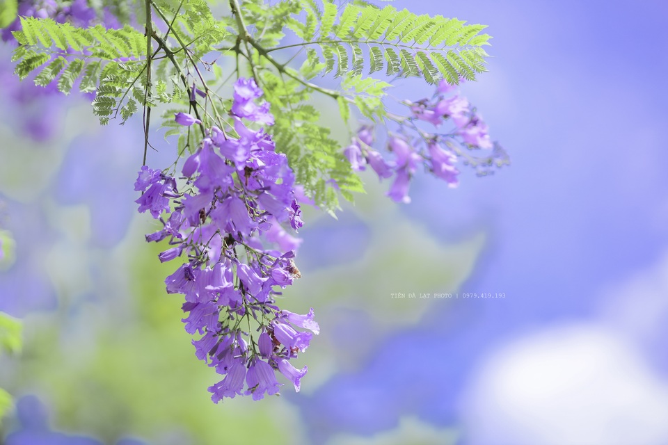 Cảnh sắc lãng mạn, đẹp như cổ tích ở Đà Lạt mùa phượng tím - 2