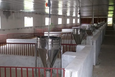 Phạt 150 triệu, đình chỉ 6 tháng trại lợn “quên” đánh giá tác động môi trường