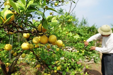 Chanh vàng tứ quý chơi Tết giá hàng chục triệu đồng