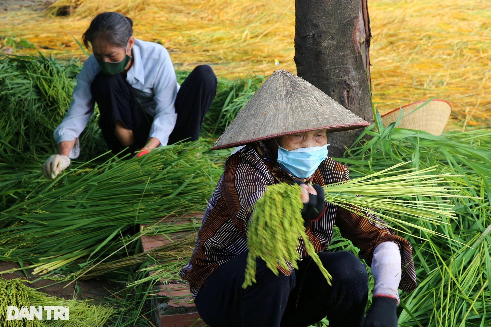 Nghề cốm Mễ Trì: Tự trồng lúa, làm khép kín từ A đến Z - 2 Nghề cốm Mễ Trì: Tự trồng lúa, làm khép kín từ A đến Z - 2