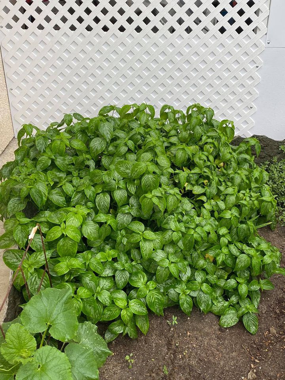 Chiêm ngưỡng nhà vườn 1.000m2 của danh ca Hương Lan và chồng kĩ sư tại Mỹ - 10 Chiêm ngưỡng nhà vườn 1.000m2 của danh ca Hương Lan và chồng kĩ sư tại Mỹ - 10