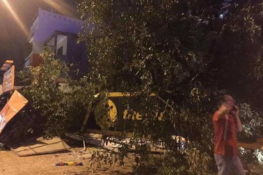 Cây đa cổ thụ bật gốc đè nát cửa hàng Thế giới di động