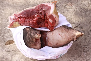 Xe cứu thương chở… thịt lợn rừng 