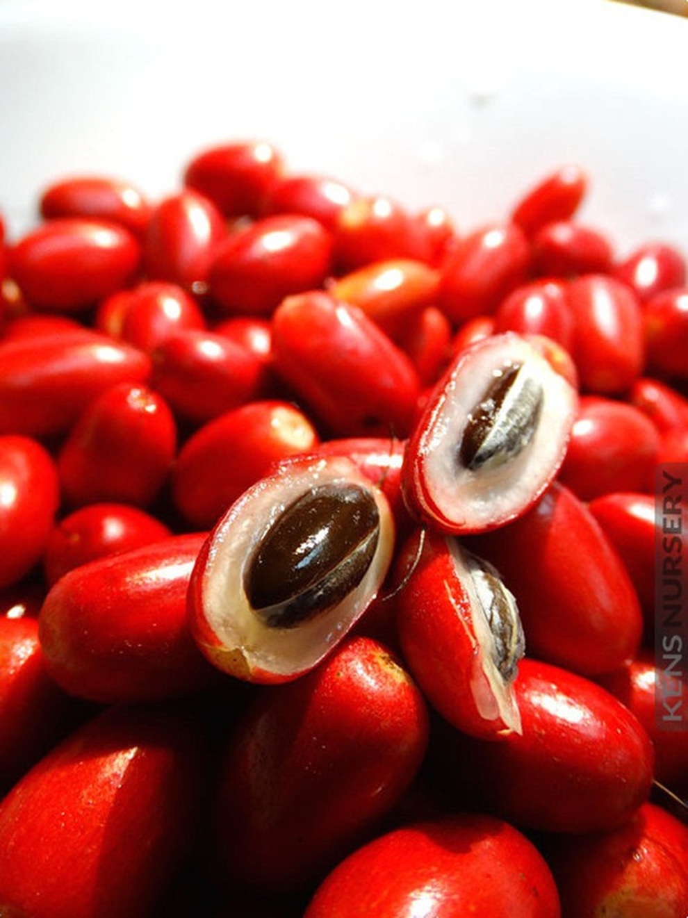 Giải mã thứ quả thần kỳ với khả năng đánh lừa vị giác - 2 Giải mã thứ quả thần kỳ với khả năng đánh lừa vị giác - 2