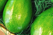 Độc, lạ: Loại bơ to như trái dưa hấu bán giá nửa triệu đồng 1 quả