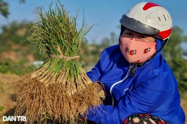 Trồng loại củ trắng ngần để muối ăn, nông dân có Tết ấm vì được giá