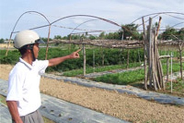 Về đâu dự án rau sạch “nuốt” tiền tỷ