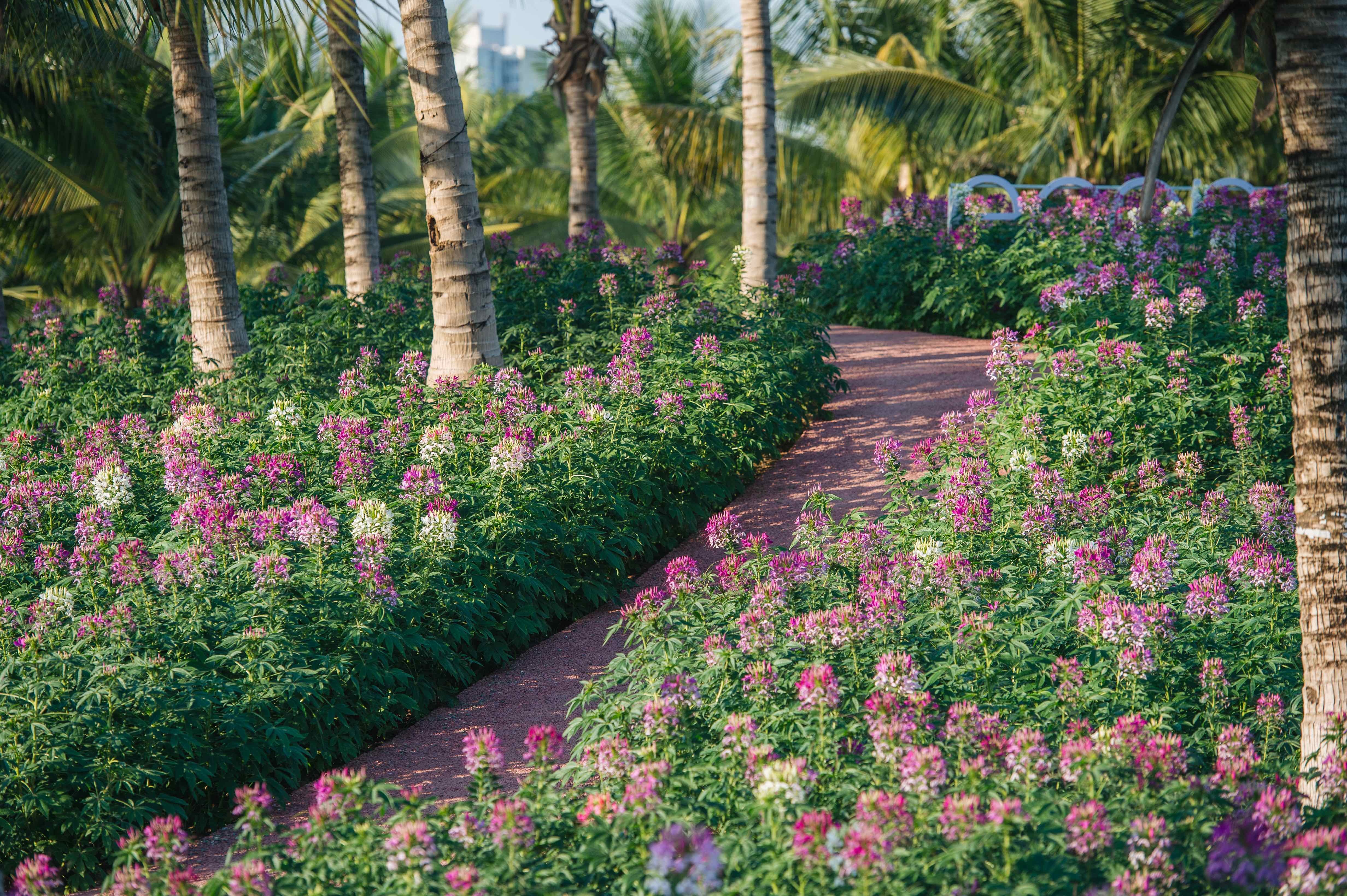 Chiêm ngưỡng đồi hoa túy điệp đẹp như cổ tích ngay gần Hà Nội - 4 Chiêm ngưỡng đồi hoa túy điệp đẹp như cổ tích ngay gần Hà Nội - 4