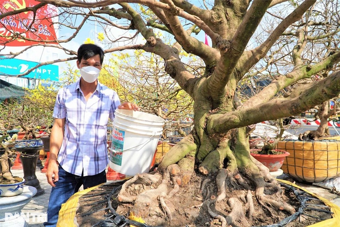 Cụ mai trăm tuổi có bộ đế siêu khủng, hai người đàn ông ôm không hết - 2 Cụ mai trăm tuổi có bộ đế siêu khủng, hai người đàn ông ôm không hết - 2